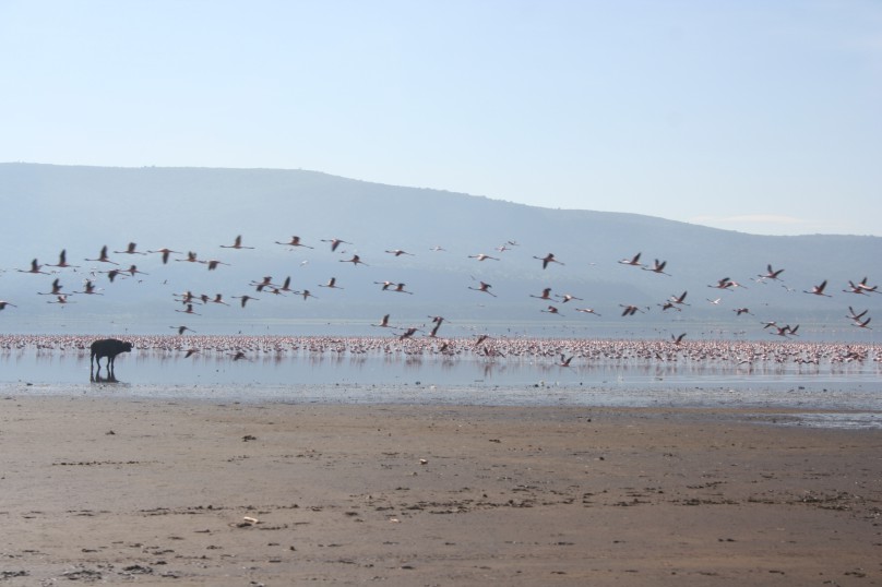 Lake Nakuru 029