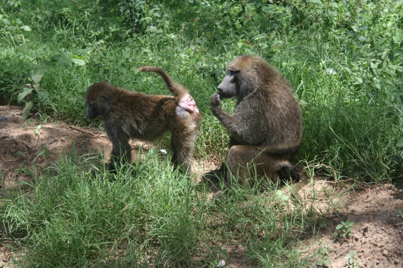 Lake Nakuru 160