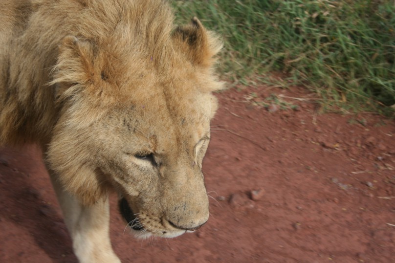 Ngorongoro Crater 192