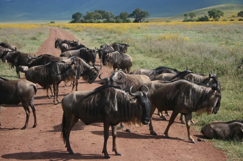 Ngorongoro Crater 276