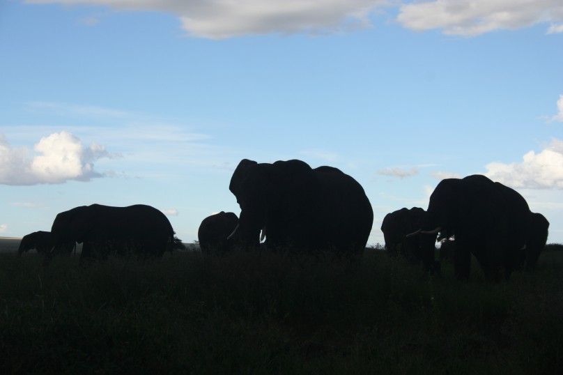 Ngorongoro Crater 375