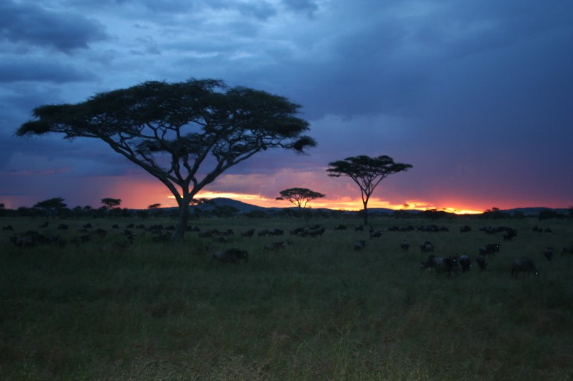 Ngorongoro Crater 461