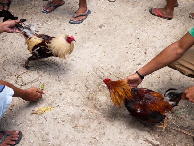 Le coq est mort