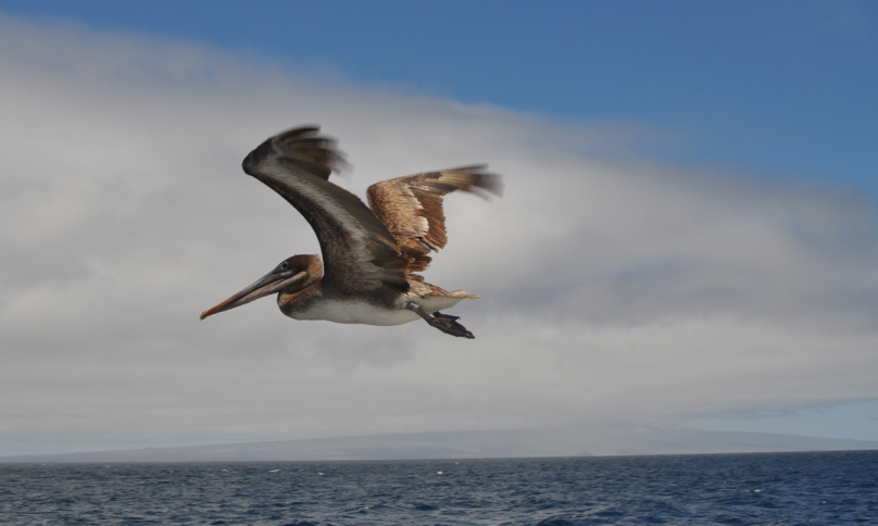missia-silvia-fritzsche-galapagos_02