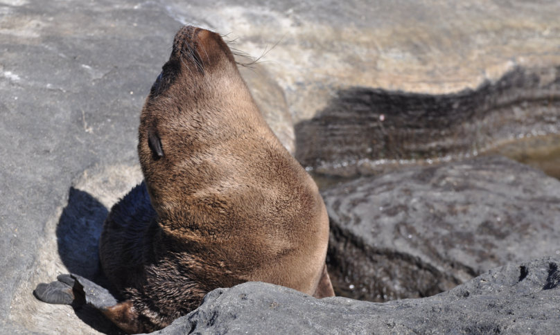 missia-silvia-fritzsche-galapagos_04