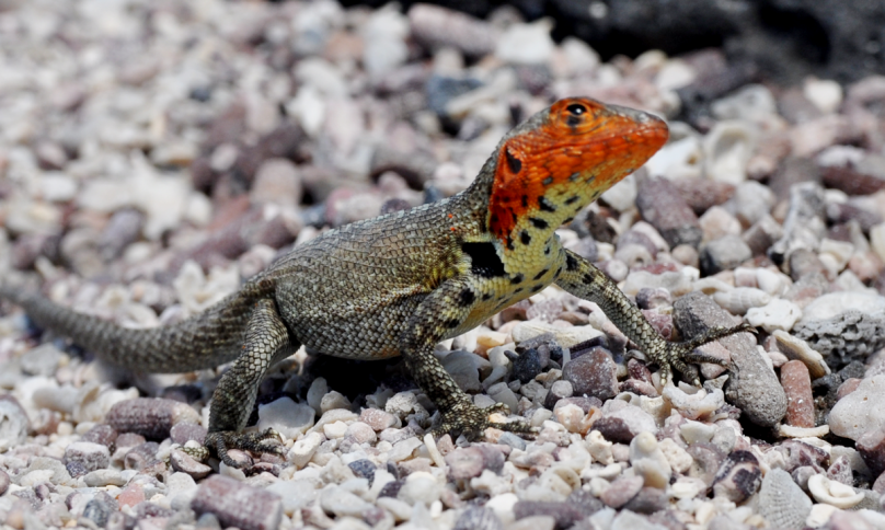 missia-silvia-fritzsche-galapagos_05