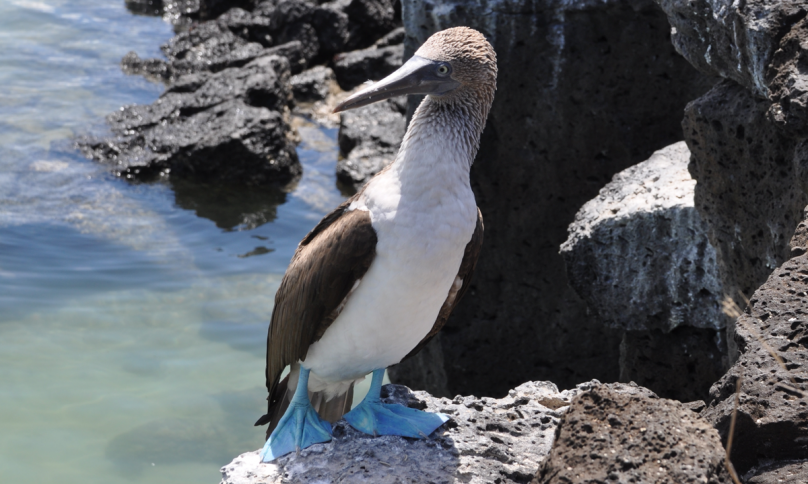 missia-silvia-fritzsche-galapagos_06