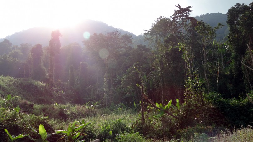 Djungel in Laos