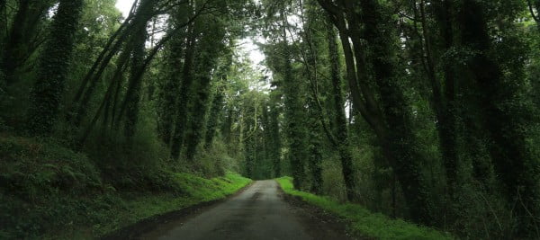 Roadtrip in den Märchenwald