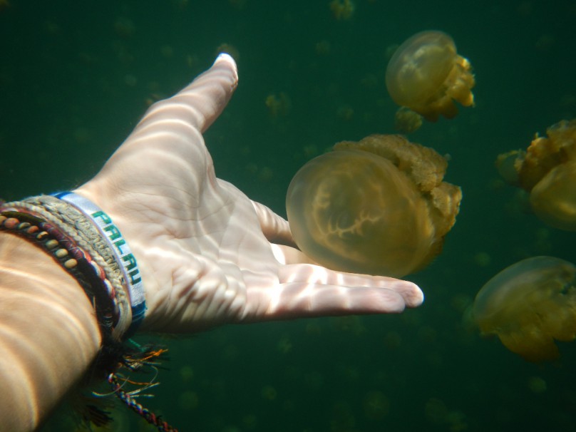 1. Die Jellyfische von Palau