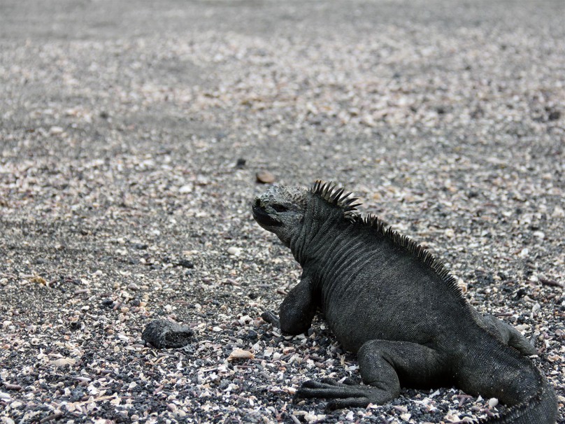 marine iguana