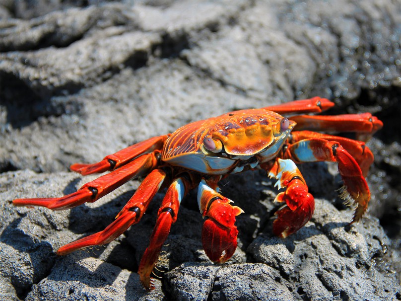 sally lightfoot crab