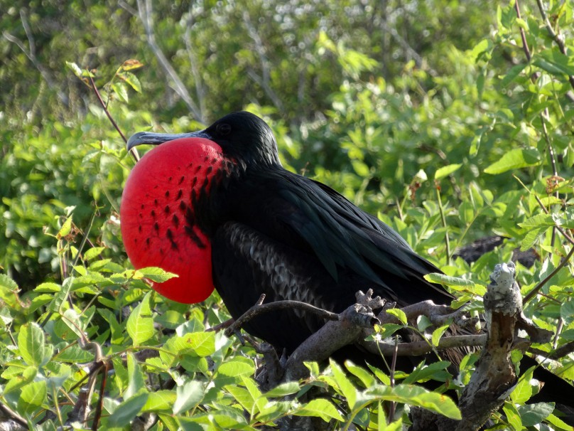 frigatebird with inflated pouch