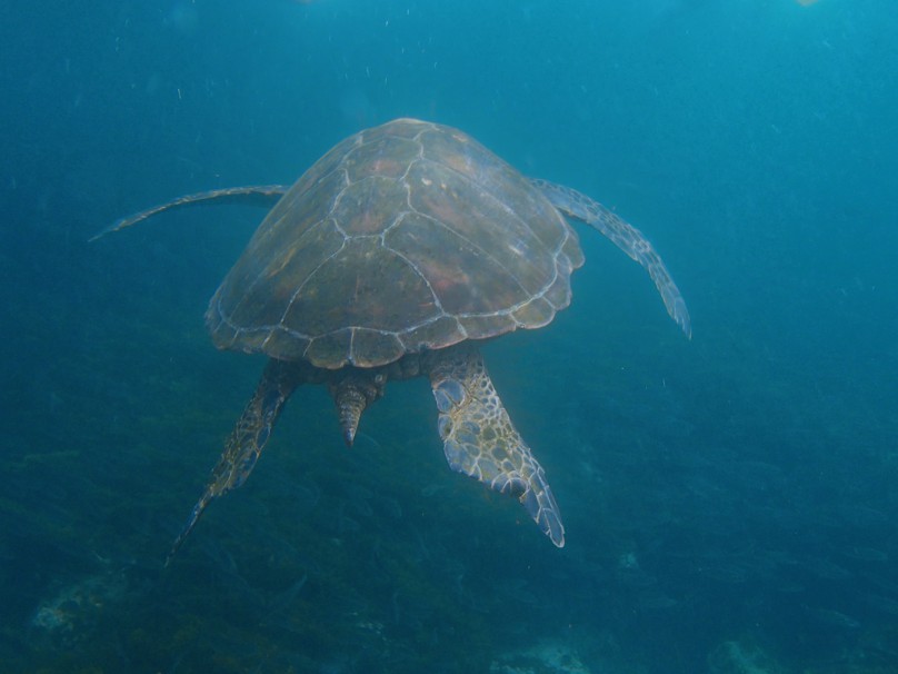 sea turtle