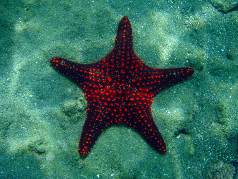 seastar