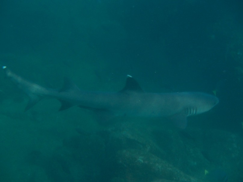 white tipped reef shark