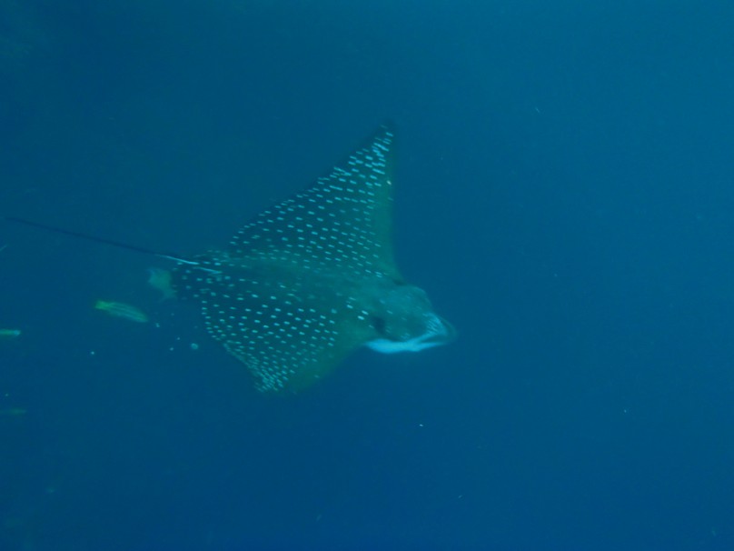 spotted eagle ray