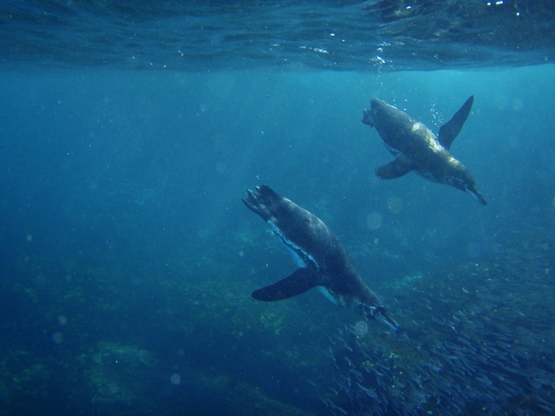 galapagos penguins