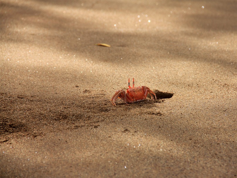 ghost crab