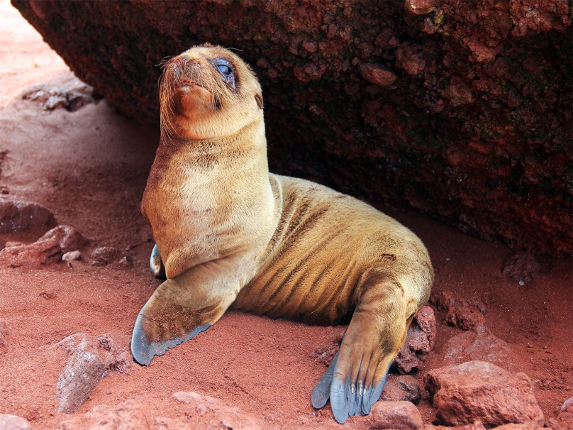 galapagos sea lion