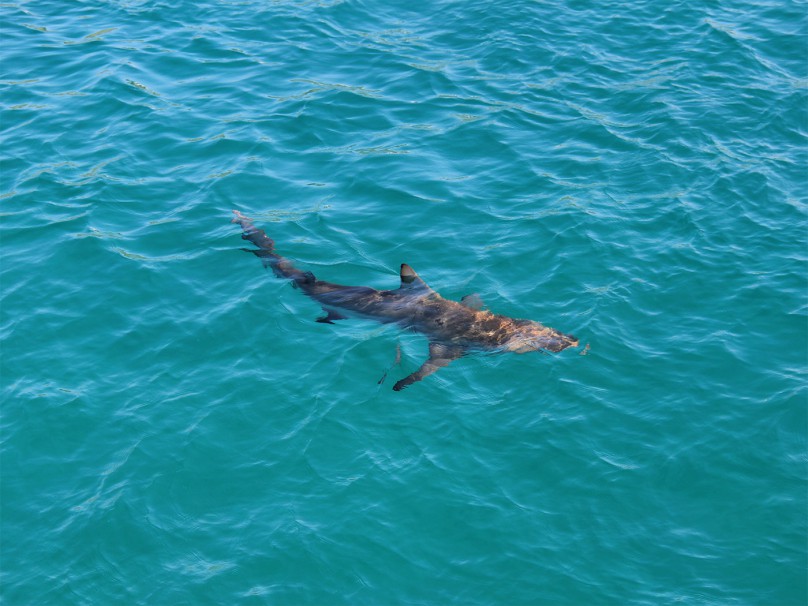 galapagos shark