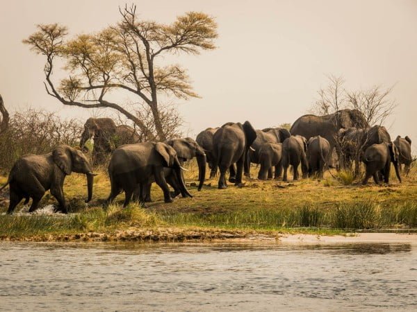 Musik am Okavango