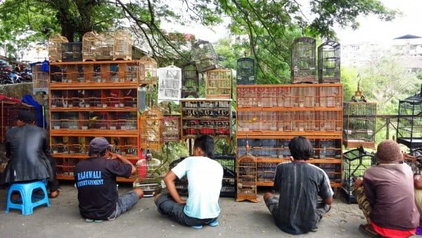 Die Indonesier haben ’nen Vogel