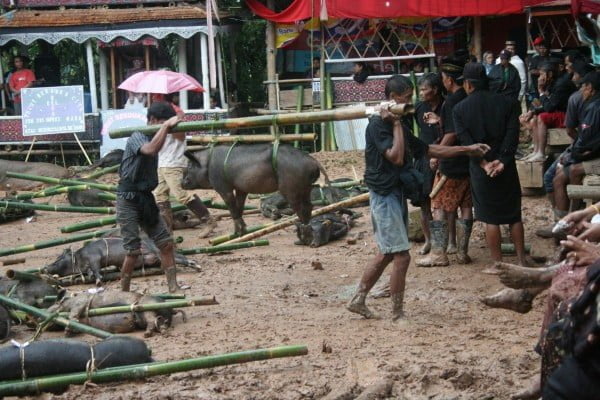 Tana Toraja oder: Ein Fest für Vegetarier