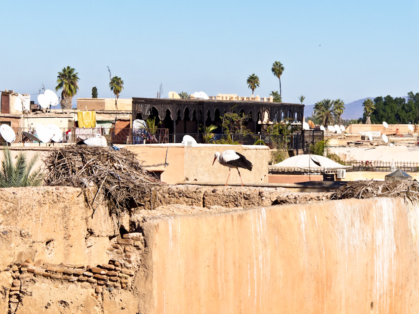 Marrakesch Storch auf der Altstadt Mauer