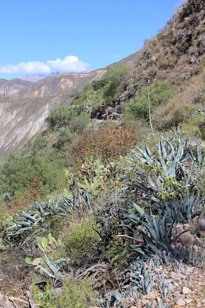 Colca_12