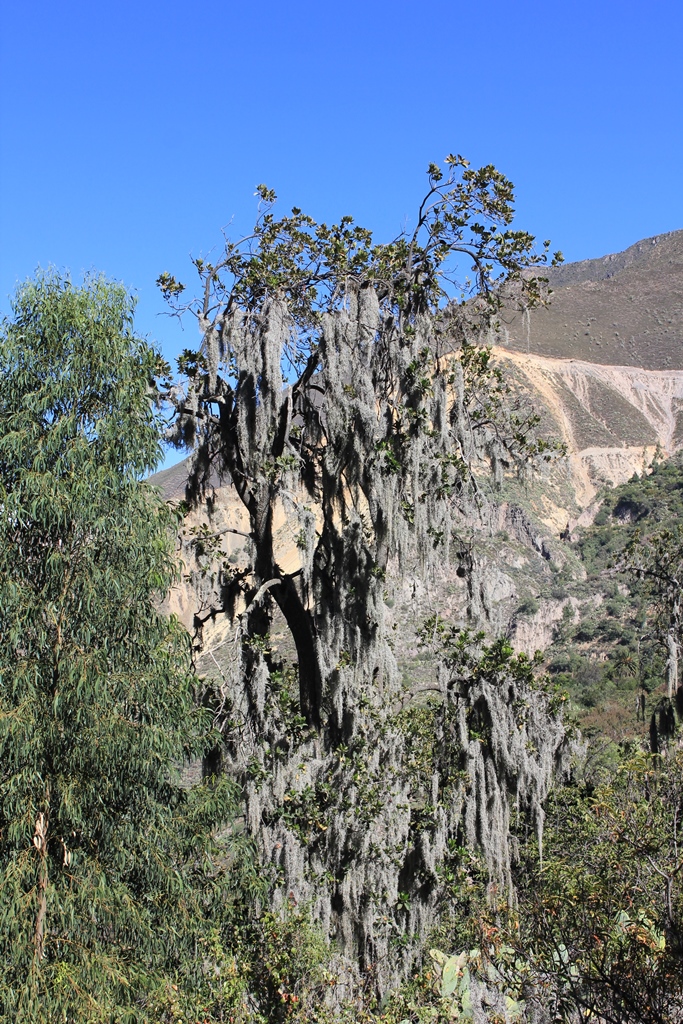 Colca_13