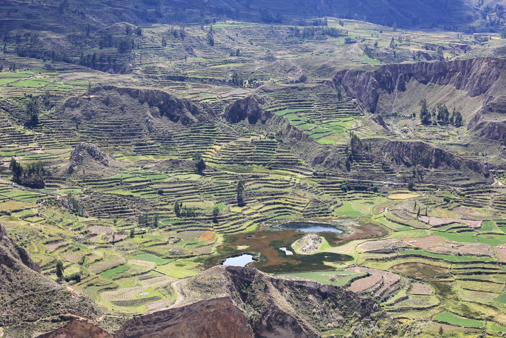 Colca_26