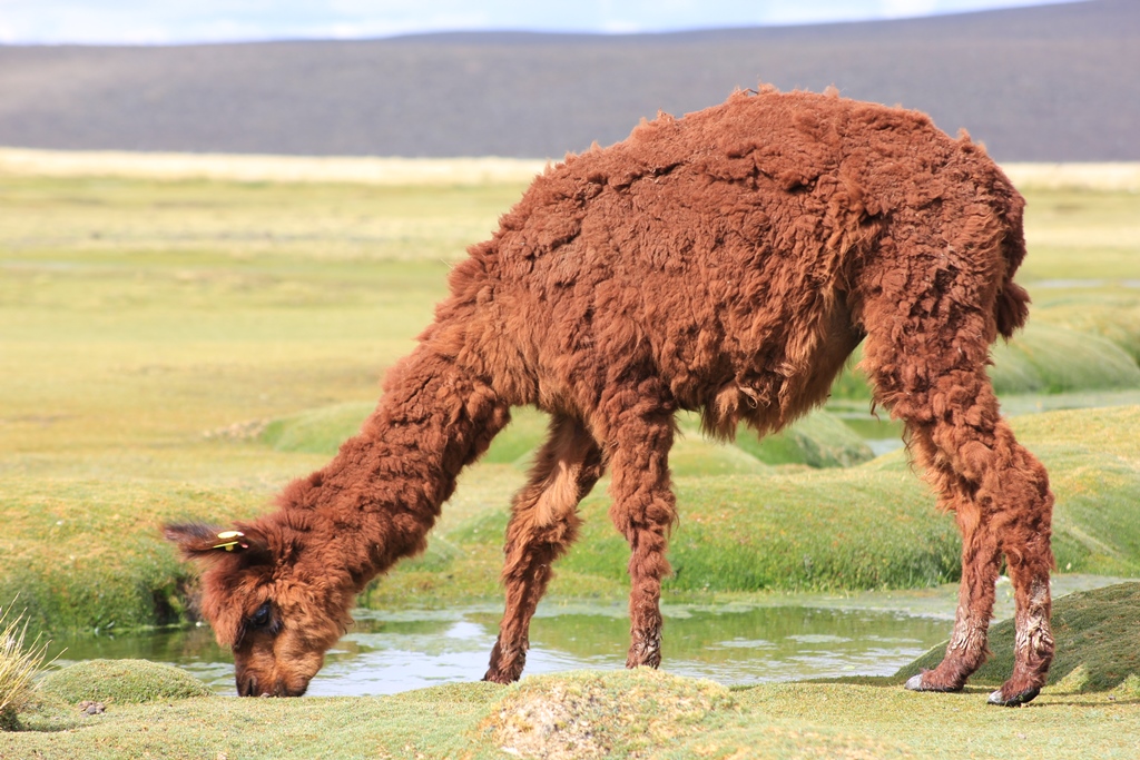 Colca_28