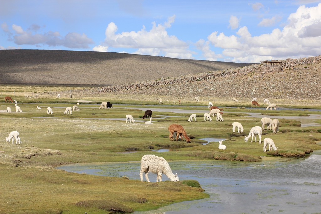 Colca_29