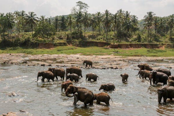 Ceylon – Perle im Indischen Ozean