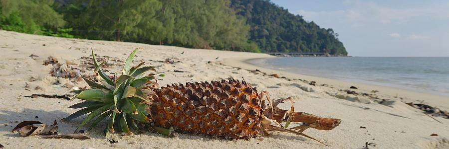 penang_np_ananas2