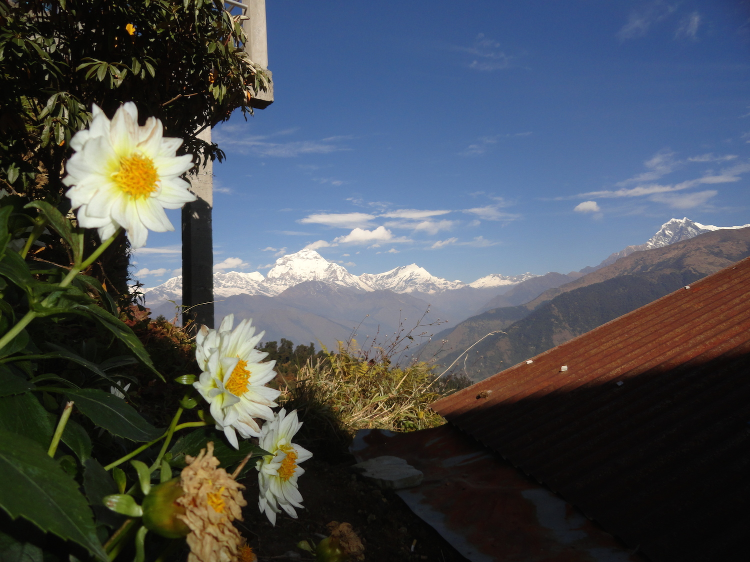 Blumen in Ghore Pani