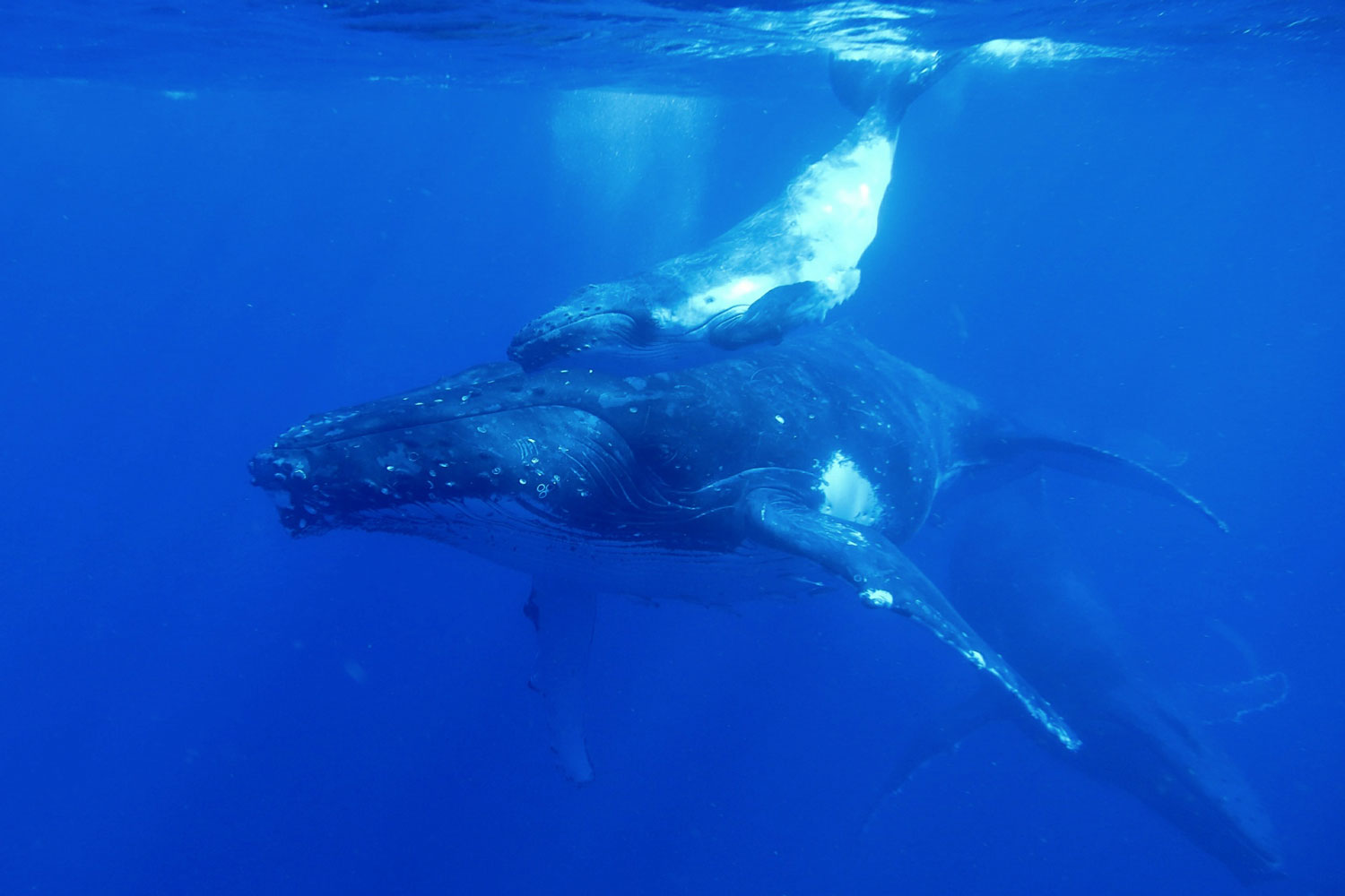 fabfamily_humpback08