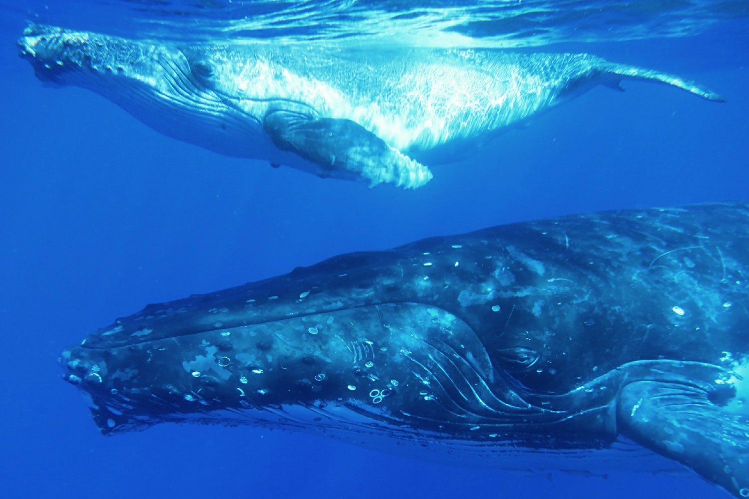 fabfamily_humpback09