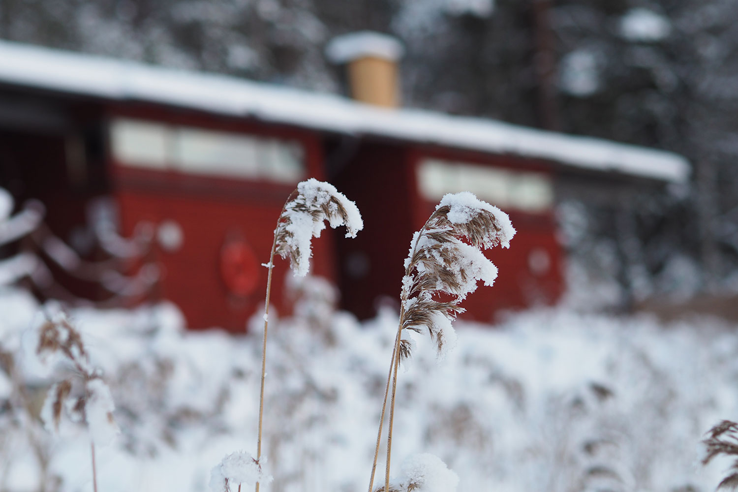 www.oooyeah.de_Finnland_Archipelago_Schilf_1500