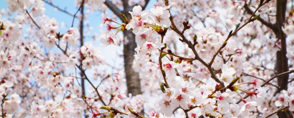 Gedanken zur Kirschblüte