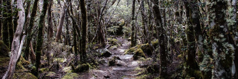 ausralien-tasmanien-overland-track-freistilchaot-16