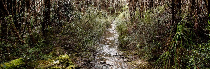 ausralien-tasmanien-overland-track-freistilchaot-25