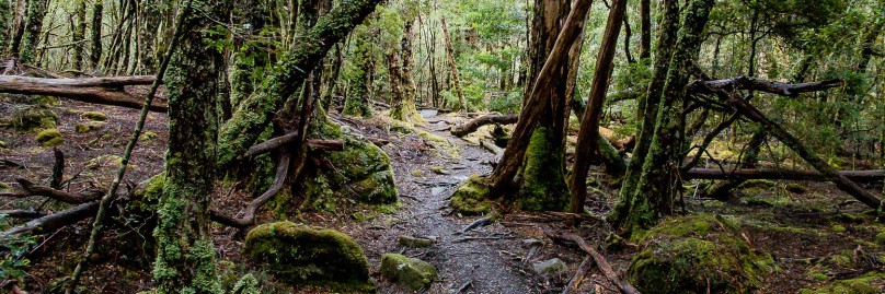 ausralien-tasmanien-overland-track-freistilchaot-28