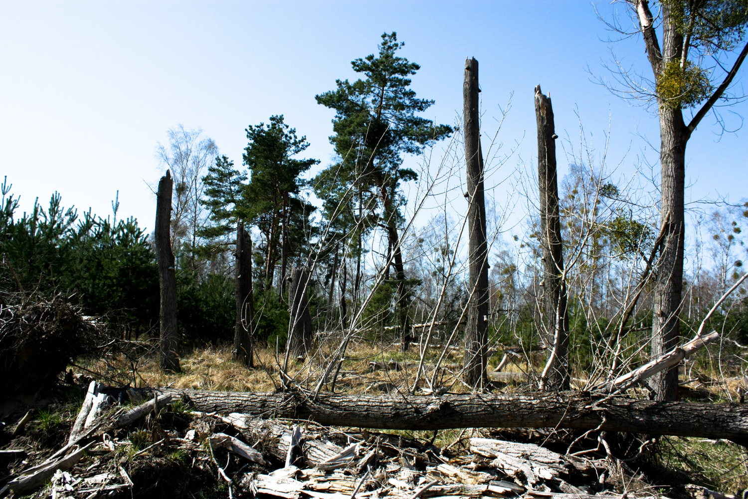 A breathing swamp surrounds the city, trying to keep away any intruder.