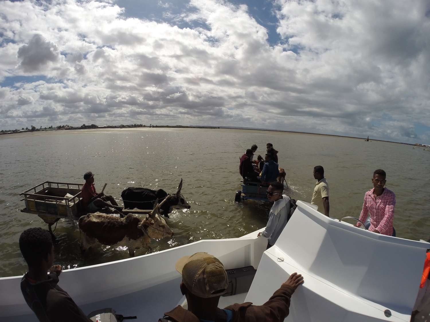 Mit dem Zebu-Karren die letzten Meter vom Boot nach Tuléar