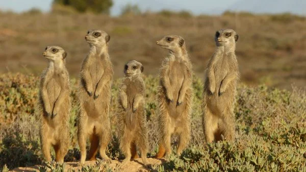 Auf Kleintiersafari mit Erdmännchen