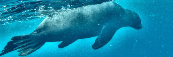 Unser Galapagostraum beginnt