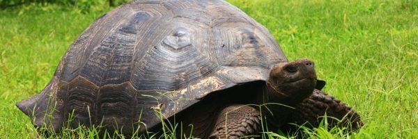 Im Grünen warten die Riesenschildkröten