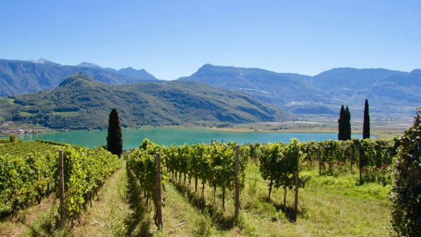 Weinselig in Südtirol